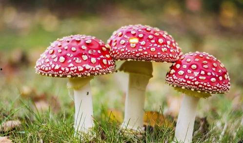 17c吃瓜黑料蘑菇视频在线,蘑菇视频背后的真相大起底